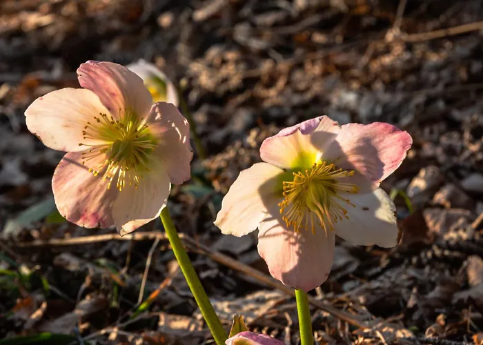 Appartamento Il Fauno *